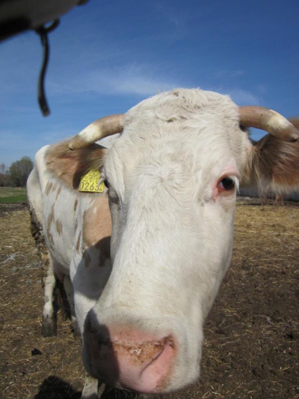 Saját állatok a legelőn